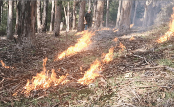 Indigenous fire practices, cool burning and land management