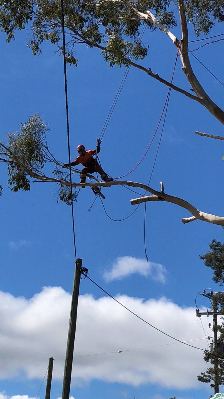 Tree removal and chipping - Trent Dowling Arborist