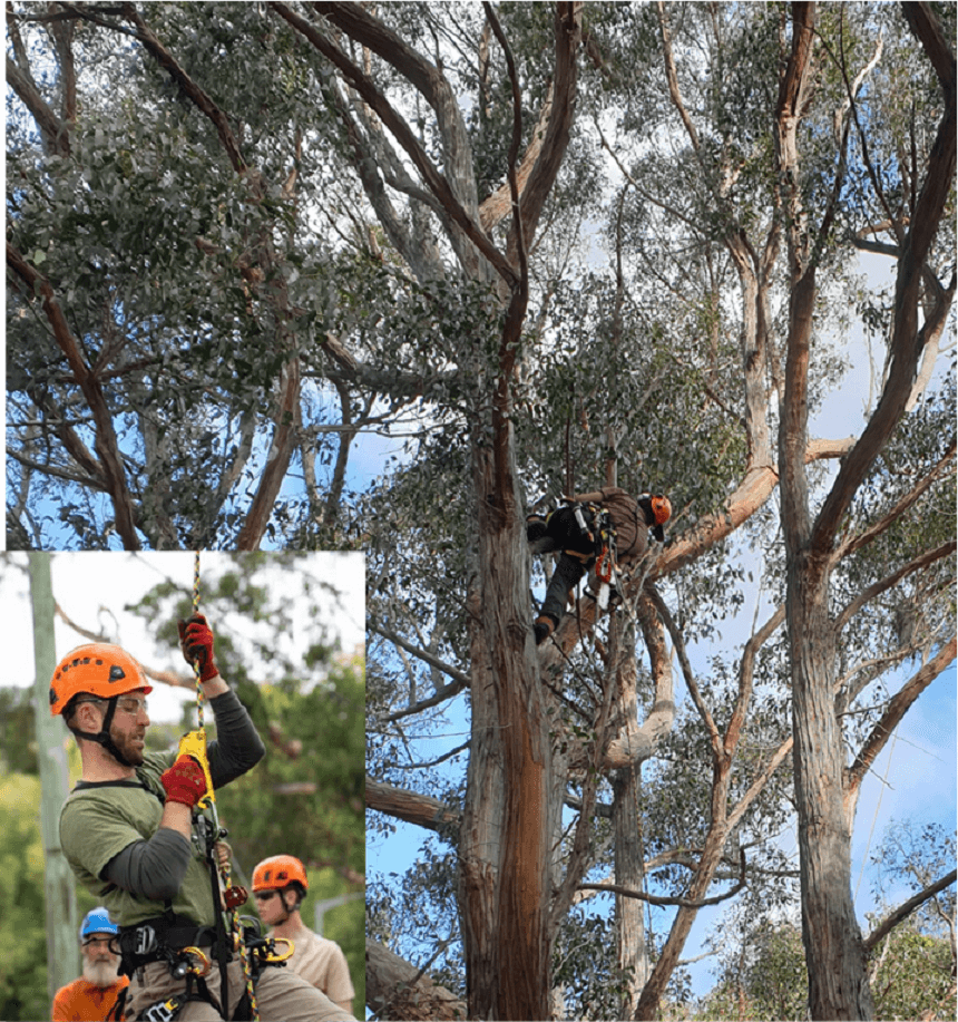 Professional Climbing Arborists