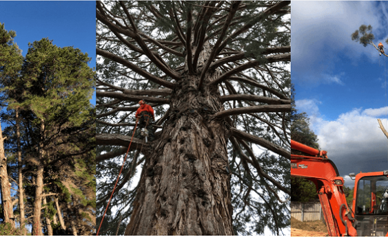 Tree removal, chipping and more