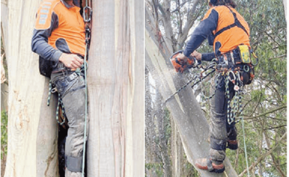 Arboricultural company offering a wide range of tree management solutions